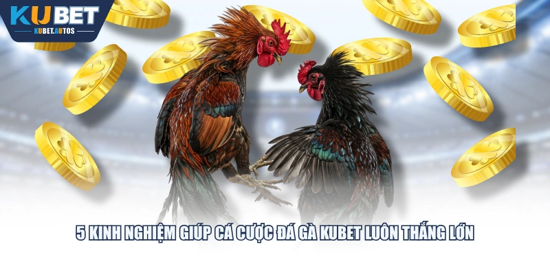 5 kinh nghiệm giúp cá cược đá gà KUBET luôn thắng lớn