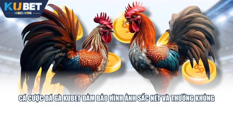 Cá cược đá gà KUBET đảm bảo hình ảnh sắc nét và thưởng khủng
