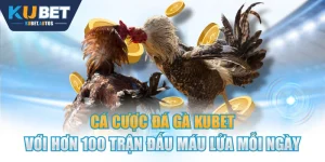 Cá Cược Đá Gà KUBET Với Hơn 100 Trận Đấu Máu Lửa Mỗi Ngày