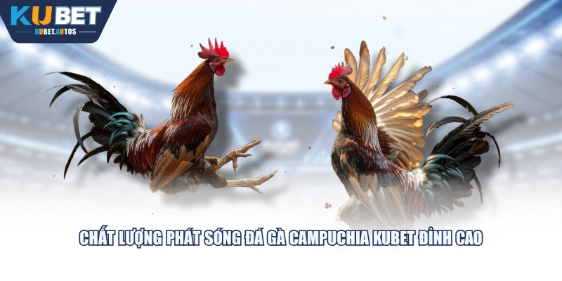 Chất lượng phát sóng Đá Gà Campuchia KUBET đỉnh cao