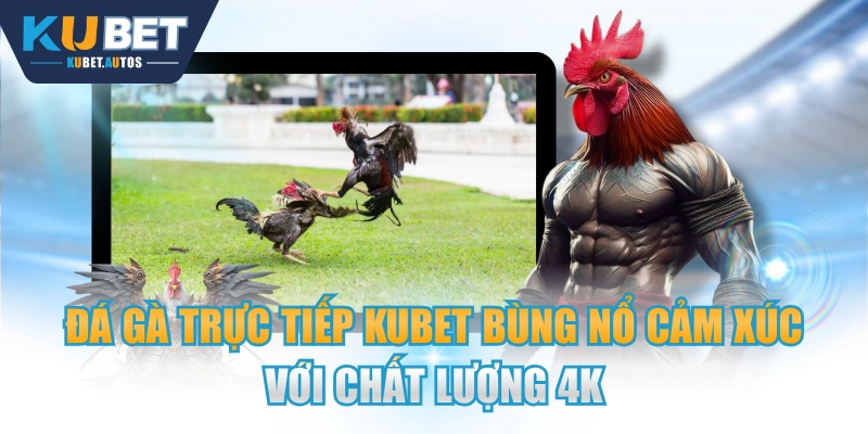 Đá Gà Trực Tiếp KUBET Bùng Nổ Cảm Xúc Với Chất Lượng 4K
