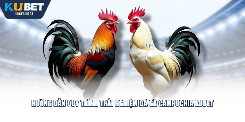 Hướng dẫn quy trình trải nghiệm Đá Gà Campuchia KUBET