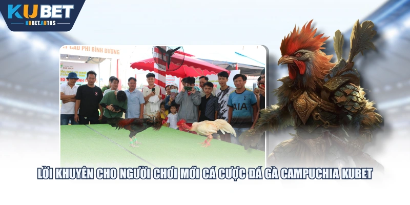 Lời khuyên cho người chơi mới cá cược Đá Gà Campuchia KUBET