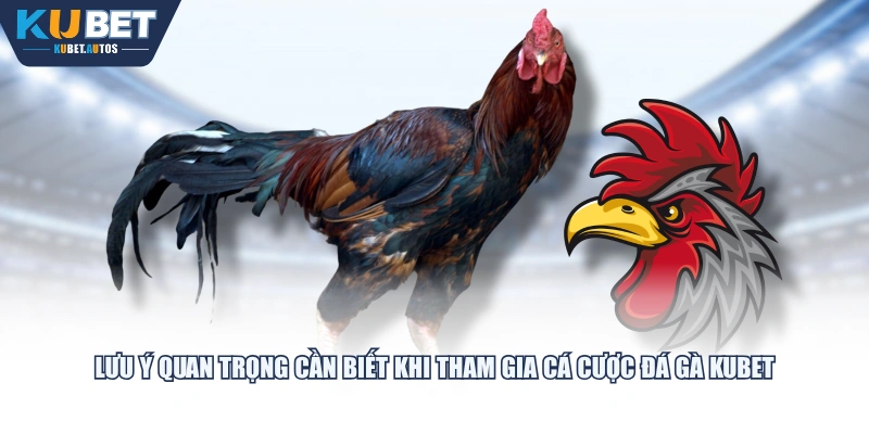 Lưu ý quan trọng cần biết khi tham gia cá cược đá gà KUBET