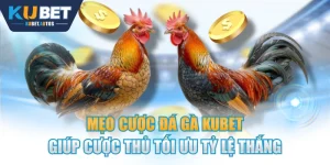 Mẹo Cược Đá Gà KUBET Giúp Cược Thủ Tối Ưu Tỷ Lệ Thắng