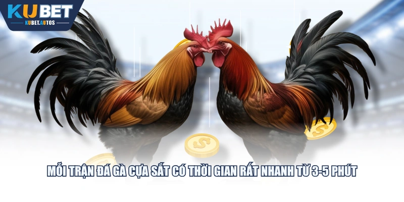 Mỗi trận đá gà cựa sắt có thời gian rất nhanh từ 3-5 phút