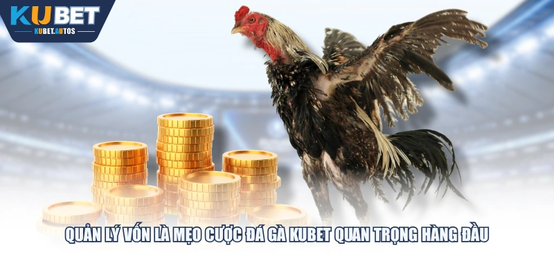 Quản lý vốn là mẹo cược đá gà KUBET quan trọng hàng đầu