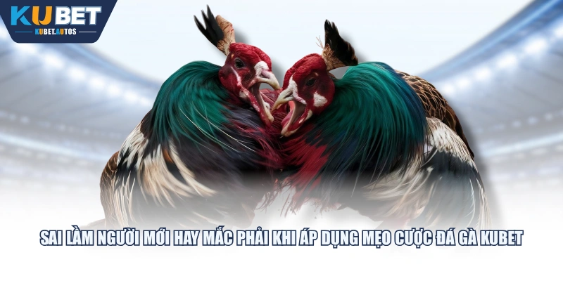 Sai lầm người mới hay mắc phải khi áp dụng mẹo cược đá gà KUBET